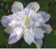 Clematis Veronica`s Choice