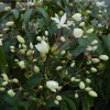 541-armandii-snowdrift-details.jpg