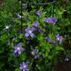 Clematis int. Arabella 
