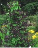 Clematis viticella Romantica
