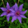 Clematis Natascha