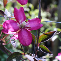 Clematis mont. Van Gogh