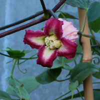 Clematis crispa Leunora