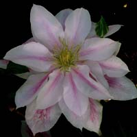 Clematis Andromeda Clematis Andromeda