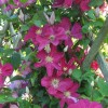 Clematis Remembrance