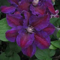 Clematis Julka