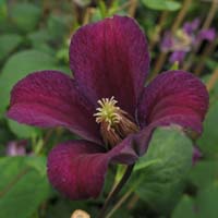 Clematis int. x tex.Lord Herschell 