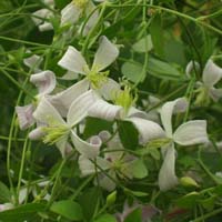 Clematis triternata Tranquility BFCC