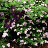 Clematis viticella Romantica