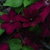 Clematis Westerplatte   