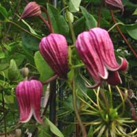Clematis texensis Coralie