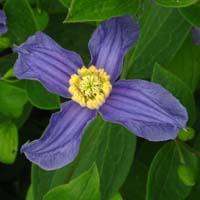 Clematis int.Quarina