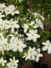 Clematis John Huxtable