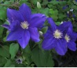 Clematis Lady Northcliffe