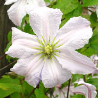 Clematis vit. White Prince Charles