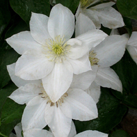 Clematis Apollonia Clematis Apollonia