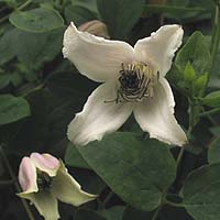 Clematis viorna Elf BFCC