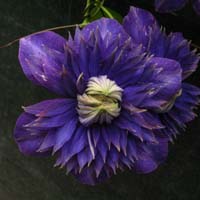 Clematis Belle of Taranaki