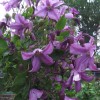 Clematis int.Pamiat Serdtza