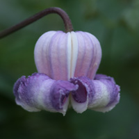 Clematis crispa Niccy