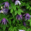 Clematis fauriei Campanulina-Plena
