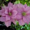 Clematis Hanaguruma 