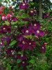 Clematis Warszawska Nike