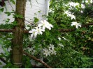 Clematis John Huxtable