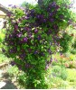 Clematis vit.Etoile Violette