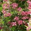 Clematis montana Broughton Star