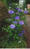 Clematis K�nigskind � (blau)