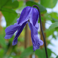 C. integrifolia Kiana