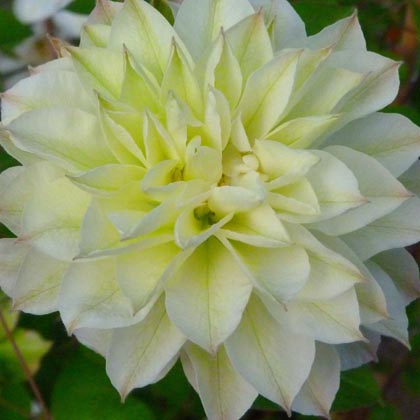 Clematis Delphine Clematis Delphine