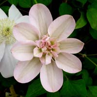 Clematis Jeanes Pink Clematis Jeanes Pink