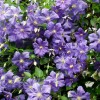 Clematis Perle d` Azur