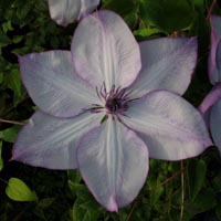 Clematis Fond Memories Clematis Fond Memories