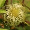 Clematis orientalis x serratifolia Helios