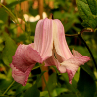 C.int.Elly Elisabeth