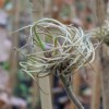 Clematis Rouge Cardinal