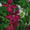 Clematis vit.Mme Julia Correvon 