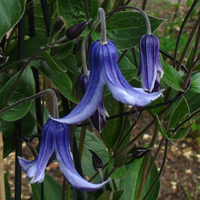 Clematis int. Saphir
