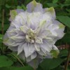 Clematis Veronica`s Choice