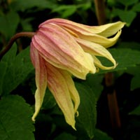 Clematis koreana Dusky