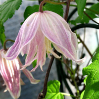 Clematis kor. Angelas Double