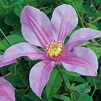 Clematis int.Amelia