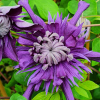 Clematis Kokonoe (florida)