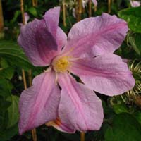 Clematis int.Athena