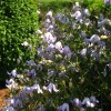 Clematis vit. Hanna
