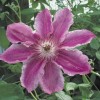 Clematis Scartho-Gem