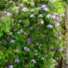 Clematis macropetala Floralia